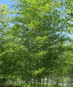 Future Forests Semiarundinaria Fastuosa F. 'Viridis'