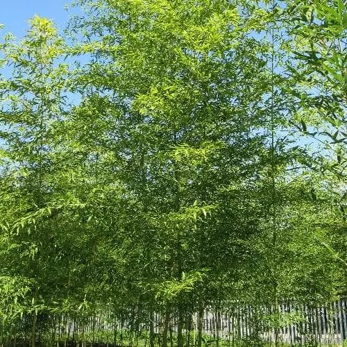 Future Forests Semiarundinaria Fastuosa F. 'Viridis' 4 Future Forests Semiarundinaria Fastuosa F. 'Viridis'