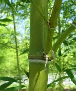 Future Forests Semiarundinaria Fastuosa F. 'Viridis' 7 Future Forests Semiarundinaria Fastuosa F. 'Viridis'