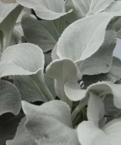 Future Forests More Senecio Candicans Angel Wings