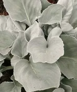 Future Forests More Senecio Candicans Angel Wings