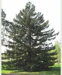 Future Forests Sequoia Sempervirens - Coast Redwood