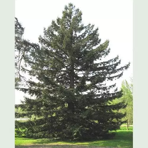 Future Forests Sequoia Sempervirens - Coast Redwood 3 Future Forests Sequoia Sempervirens - Coast Redwood