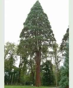Future Forests Sequoiadendron Giganteum - Giant Redwood