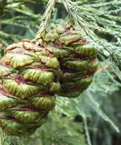 Future Forests Sequoiadendron Giganteum - Giant Redwood