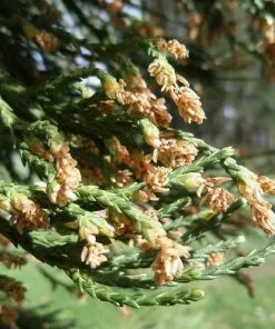 Future Forests Sequoiadendron Giganteum - Giant Redwood