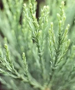Future Forests Sequoiadendron Giganteum - Giant Redwood