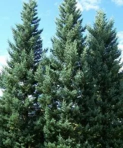 Future Forests Sequoiadendron Giganteum Glaucum