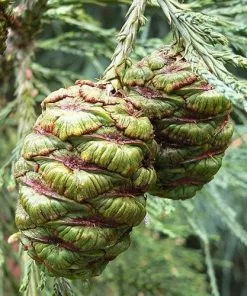 Future Forests Sequoiadendron Giganteum Glaucum