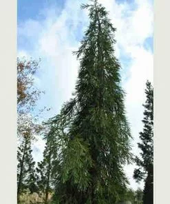 Future Forests All Conifers Sequoiadendron Giganteum Barabits’ Requiem