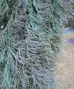 Future Forests All Conifers Sequoiadendron Giganteum Barabits’ Requiem