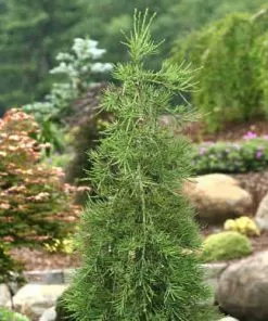 Future Forests All Conifers Sequoiadendron Giganteum Barabits’ Requiem