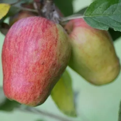 Future Forests Apple Sheep's Nose Fruit 3 Future Forests Apple Sheep's Nose Fruit