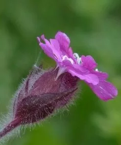 Future Forests Silene Dioica - Red Campion More