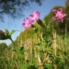 Future Forests Silene Dioica - Red Campion More