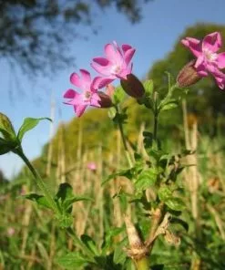 Future Forests Silene Dioica - Red Campion More