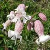 Future Forests Silene Vulgaris - Bladder Campion More