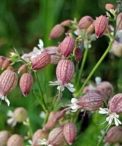 Future Forests Silene Vulgaris - Bladder Campion More