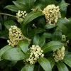Future Forests Shrubs Skimmia X Confusa Kew Green - Male