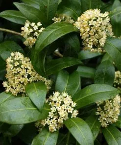 Future Forests Shrubs Skimmia X Confusa Kew Green - Male