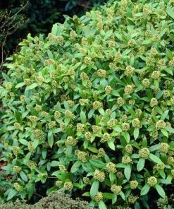 Future Forests Shrubs Skimmia X Confusa Kew Green - Male