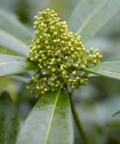 Future Forests Shrubs Skimmia X Confusa Kew Green - Male