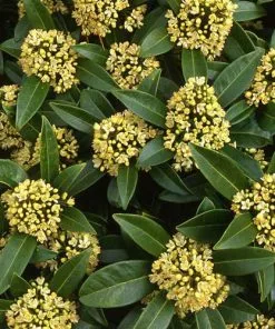 Future Forests Shrubs Skimmia X Confusa Kew Green - Male