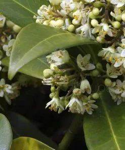 Future Forests Shrubs Skimmia X Confusa Kew Green - Male