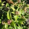 Future Forests Shrubs Skimmia Japonica Godrie's Dwarf - Male