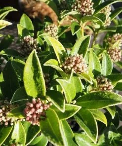 Future Forests Shrubs Skimmia Japonica Godrie's Dwarf - Male
