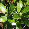 Future Forests Skimmia Japonica Kew White - Female Shrubs