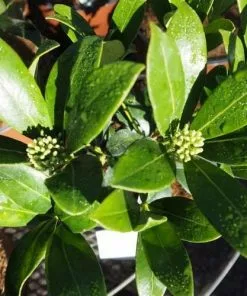 Future Forests Skimmia Japonica Kew White - Female Shrubs