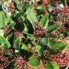 Future Forests Skimmia Japonica Rubella - Male Shrubs