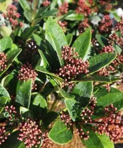 Future Forests Skimmia Japonica Rubella - Male Shrubs