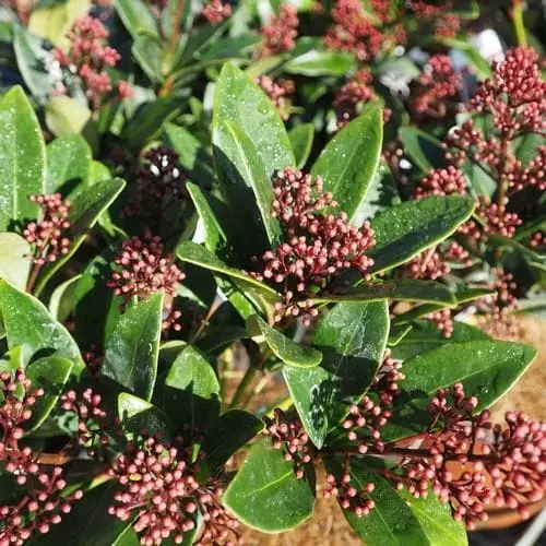 Future Forests Skimmia Japonica Rubella - Male Shrubs 3 Future Forests Skimmia Japonica Rubella - Male Shrubs