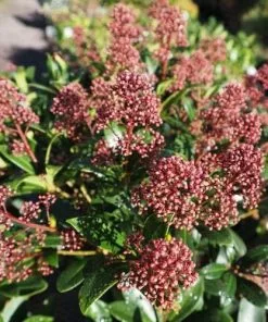 Future Forests Skimmia Japonica Rubella - Male Shrubs