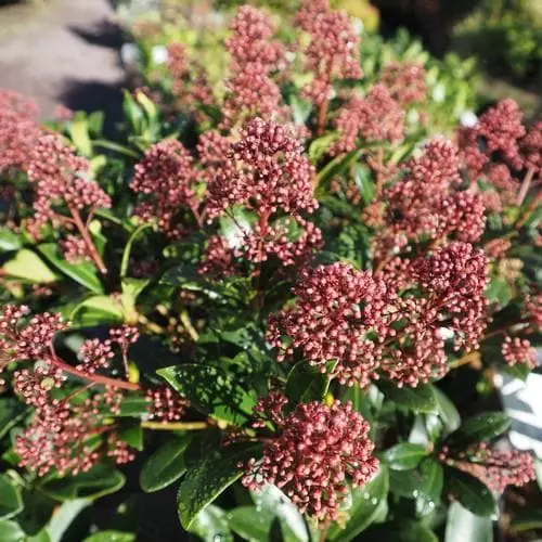 Future Forests Skimmia Japonica Rubella - Male Shrubs 4 Future Forests Skimmia Japonica Rubella - Male Shrubs
