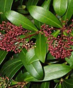 Future Forests Shrubs Skimmia Japonica Rubinetta - Male