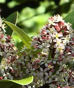Future Forests Shrubs Skimmia Japonica Rubinetta - Male