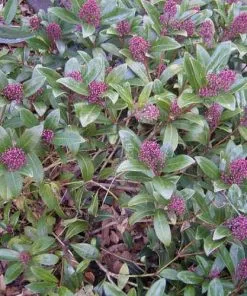 Future Forests Shrubs Skimmia Japonica Rubinetta - Male