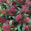 Future Forests Shrubs Skimmia Japonica Rubinetta - Male 1 Future Forests Shrubs Skimmia Japonica Rubinetta - Male