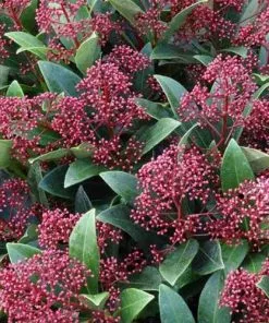 Future Forests Shrubs Skimmia Japonica Rubinetta - Male