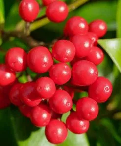 Future Forests Skimmia Japonica Subsp. Reevesiana - Self Fertile Shrubs