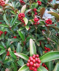 Future Forests Skimmia Japonica Subsp. Reevesiana - Self Fertile Shrubs