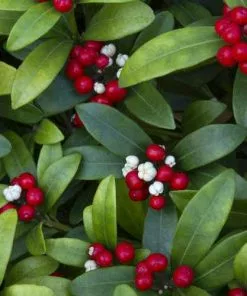 Future Forests Skimmia Japonica Subsp. Reevesiana - Self Fertile Shrubs