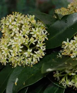 Future Forests Skimmia Japonica Subsp. Reevesiana - Self Fertile Shrubs