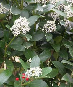 Future Forests Skimmia Japonica Subsp. Reevesiana - Self Fertile Shrubs