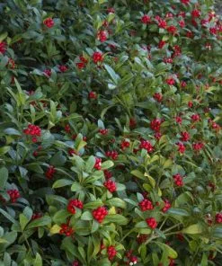 Future Forests Skimmia Japonica Subsp. Reevesiana - Self Fertile Shrubs