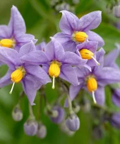 Future Forests Climbers Solanum Crispum Glasnevin 7 Future Forests Climbers Solanum Crispum Glasnevin
