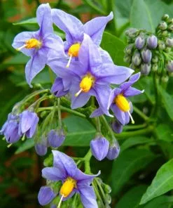 Future Forests Climbers Solanum Crispum Glasnevin 8 Future Forests Climbers Solanum Crispum Glasnevin